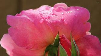Pink Rose With Water Drops Wallpaper Flower