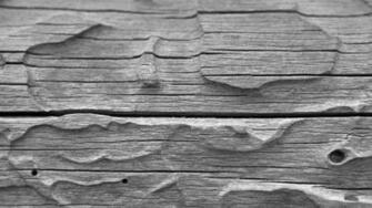 Wood Grain Wallpaper Net
