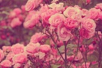 Rose Background Google Search Quotes I Love