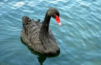 Explore The Collection Birds Swans Black Swan