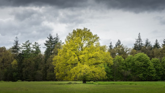 Light Green Tree Wallpaper
