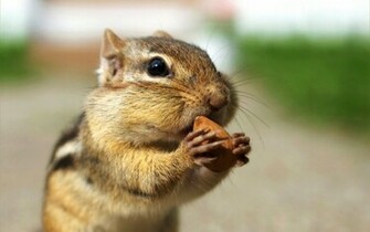 Chipmunks Wallpaper Funny Animals