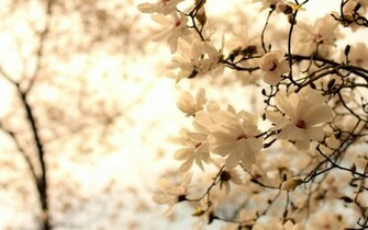 Magnolia Wallpaper