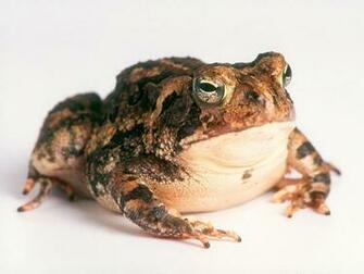 Toad Wallpaper