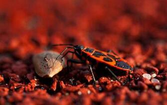 Insects HD Desktop Wallpaper Animal