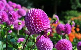 Dahlia Flower Flowers HDw Eweb4