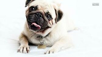 Pug Dog Wallpaper