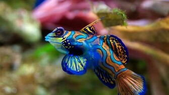 Wallpaper Met Een Schitterende HD Foto Van Onder Water Zwemmende