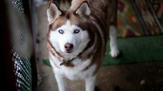 Cool Blue Eyes Husky Dog Wallpaper