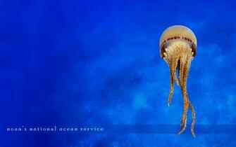 Ocean Desktop And Wallpaper Photos For Pc Mac