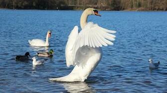 Explore The Collection Birds Swans Mute Swan