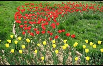Try It Now Related Wallpaper Flowers Tulip Tulips This