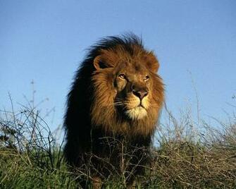 Powerful Lion Wallpaper For Your Desktop Lions