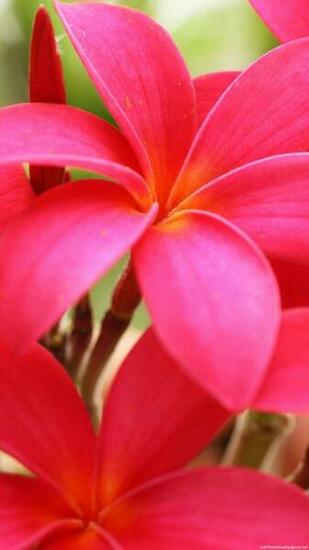 Flowers Pink Bright Close Up iPhone Wallpaper HD And