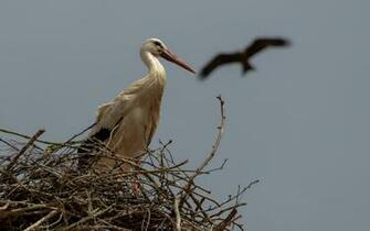 White Stork Computer Wallpaper Desktop Background