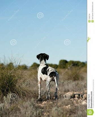 Hunting Dog Image Wallpaper HD Base
