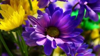 Background Yellow Purple Flowers Wallpaper Size