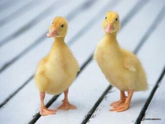 Baby Chicks And Ducks No Desktop Wallpaper Wallcoo Net