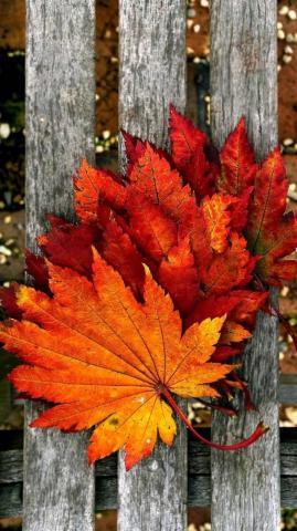 Autumn Leaves Wallpaper By Agaaa 0c