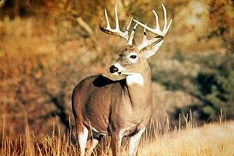Whitetail Deer Graphics Code Comments Pictures