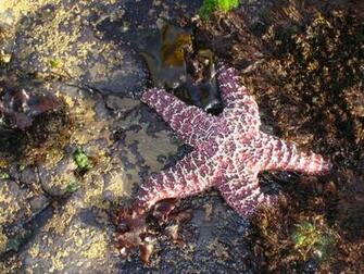 Keywords Starfish Wallpaper Desktopwallpaper