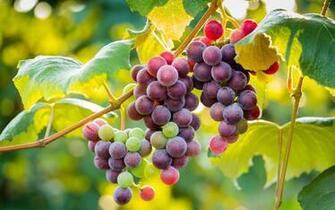 Best HD Walls Of Grapes HDq Wallpaper