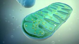 Best Mitochondria Wallpaper
