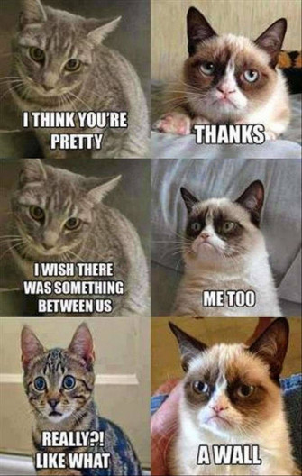 Cat Meme Wallpaper
