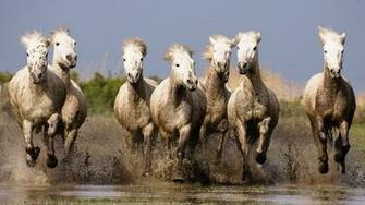 Horse Herd Wallpaper
