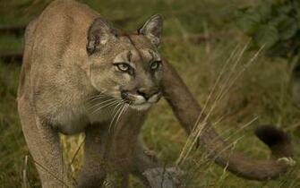 Animal Cougar Wallpaper