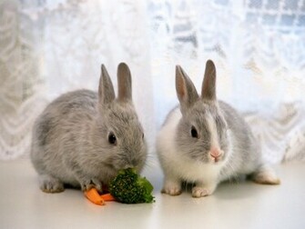 Horse Of Course And Rabbits Too Pictures Cute Baby Bunnies