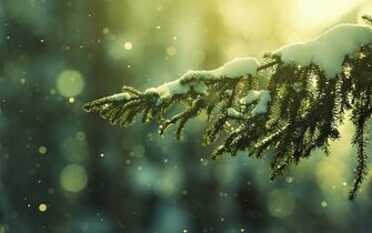 Christmas Wallpaper Snow Pictures