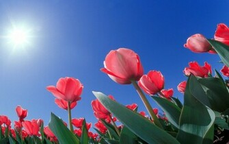 Full HD Flowers Wallpaper