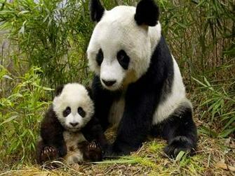 Giant Panda Wallpaper Weddingdressin