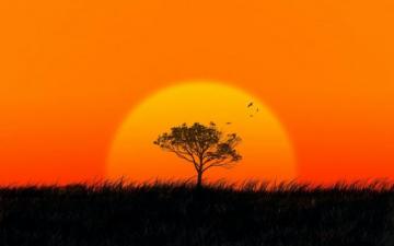 Desktop Wallpaper Sunset Sun Tree Silhouette HD Image Picture