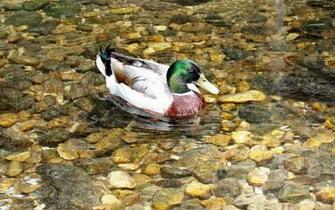 Mallard Wallpaper Animal