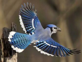 Pictures Blue Jay Bird In Flight