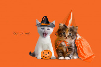 Funny Halloween Wallpaper