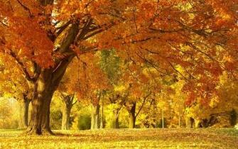 Wallpaper Autumn Scenery Desktop