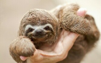 Sloth Wallpaper