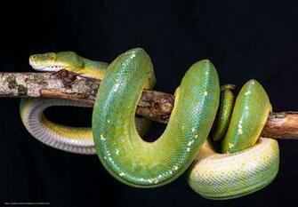 Wallpaper Green Tree Python Desktop In The