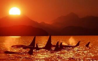Orca Whales