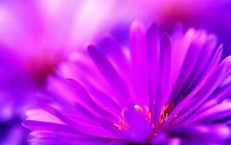 Pure High Definition HD You Can Cool Desktop Image For