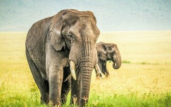 Elephants In Wild Wallpaper