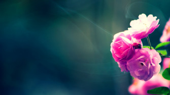 Flowers Wallpaper