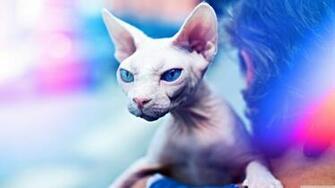 Sphynx Cat Wallpaper X Net