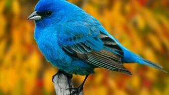 Super Bird Animal Lovers Wallpaper