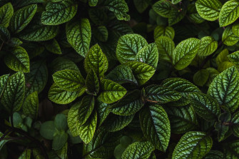 Dark Green Leaf Pictures Image