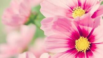 Pink Daisy Wallpaper
