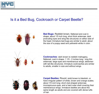 Carpet Beetle Dermais Treatment Wallpaper